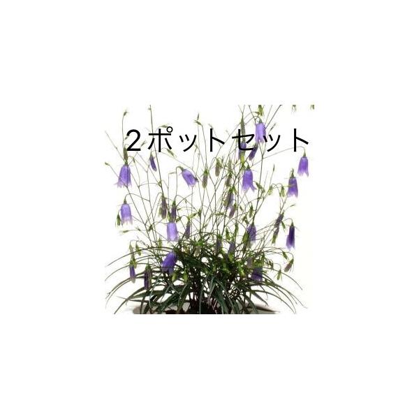 イワシャジン 岩沙参 大ポット10.5cm 2ポットセット 2026年蕾確認 秋の花 茶花 山野草