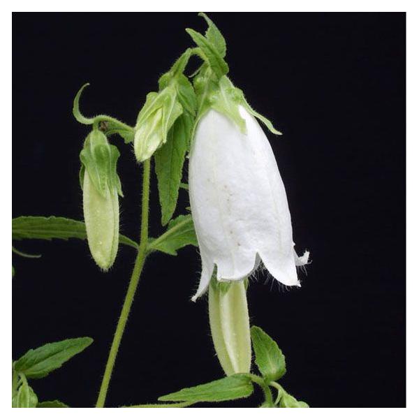 純白ホタルブクロ 白馬 茶花 山野草９cm〜　ポット苗花穂が長く伸び茶花 生け花に向く純白花の品種背が高い開花時期は宅急便にギリギリ入るサイズ60ｃｍ程度に切り詰めての発送となります。5、６月以降のご注文の際、背が高くなるタイプのホタルブク...