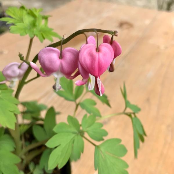 ケマンソウ タイツリソウ 桃花 山野草花の名前は　仏具の華鬘から一列に連なって咲く様子から　別名　タイツリソウとも言われる開花時期は4月頃9cm〜10.5cmポット例年　冬期は完全落葉し地上部無しの土中の根の状態で過ごします　　暖かくなると...