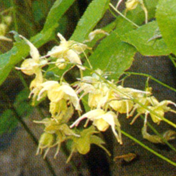 黄花イカリソウ 山野草 茶花 山野草新潟県産大型種・庭植えによい。茶花。