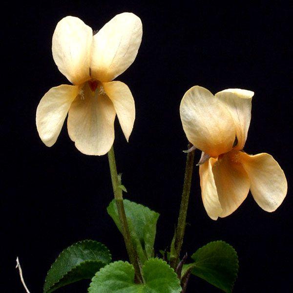 黄花ニオイスミレ 山野草 : やまおか碧山苑ヤフー店 - 通販 - Yahoo