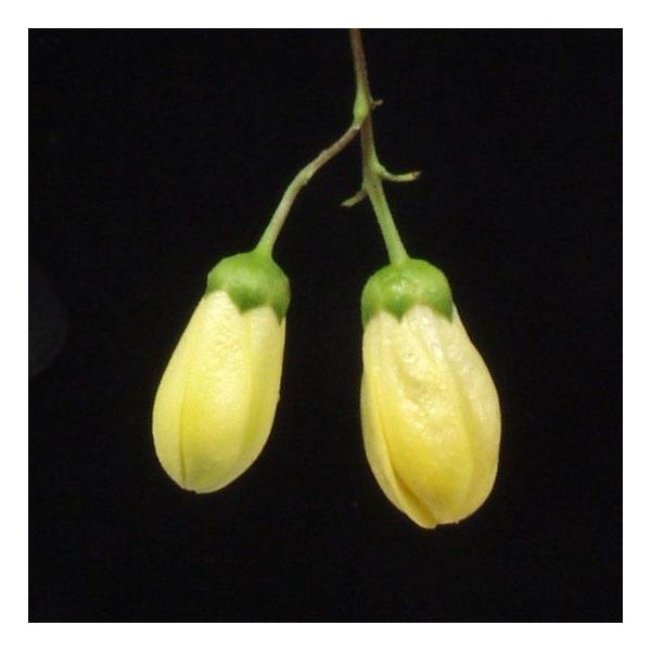 キレンゲショウマ 花の苗 茶花 山野草花時期は夏　鮮やかな黄色の花をつけます茶花