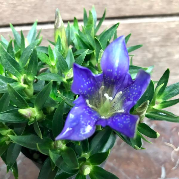 袋帯 青緑 ウサギと秋の草花　竜胆　萩　作家物 袋帯 青緑 ウサギと秋の草花 竜胆 萩 作家物