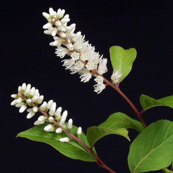 コバノズイナ 茶花 山野草　9〜12ｃｍポット苗　寄せ植えに重宝される。紅葉が美しい。茶花秋から冬の寄せ植え材料にお勧めです・花は白花を春に咲かせます。