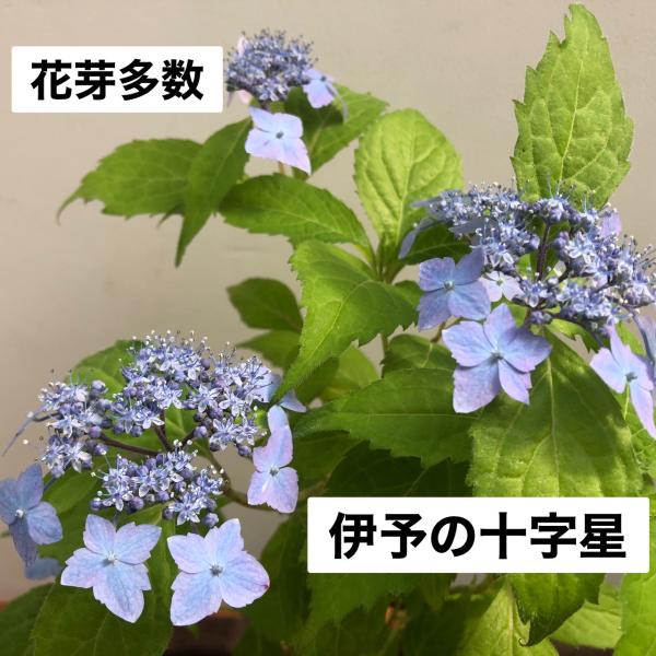 ヤマアジサイ 山紫陽花 山アジサイ 伊予の十字星 苗 山野草 : やまおか