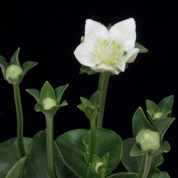 神津ウメバチソウ 神津梅鉢草 山野草 1ポット小型のウメバチソウ開花時期は概ね　9月〜10月です2枚目以降は9月11日現在の様子です