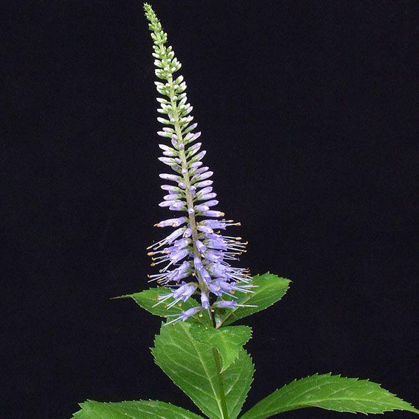 クガイソウ 九階草 茶花 山野草葉が何段にも輪生し九階草の名がある。青紫花、茶花ヒョウモンチョウ（豹紋蝶）の仲間が好むようです