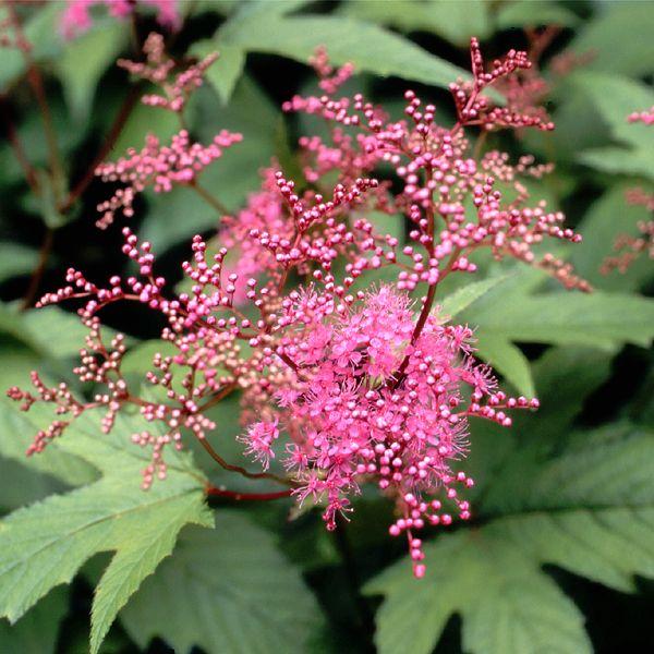 キョウガノコ 京鹿子 茶花 山野草　初夏茎頂に紅紫色小花を無数につける・茶花