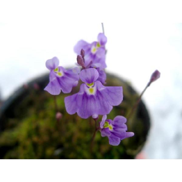 ミクロカリックス(U.microcalyx)　食虫植物　マジカルプランツ　ウサギ苔と同じ仲間です。１ｃｍ位と小さいながらも美しい花をつけます。開花時の温度により色味は異なります暑い時期の開花では白っぽくなりやすいです一枚目の写真の濃い紫色は...