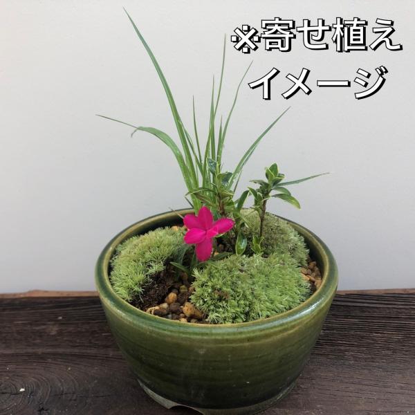 ミニ盆栽、盆栽、植木、植物、雑木、山野草、盆栽鉢 山野草 13ポットセット ミニ 苗 おまかせ 苔テラリウム 和風 盆栽