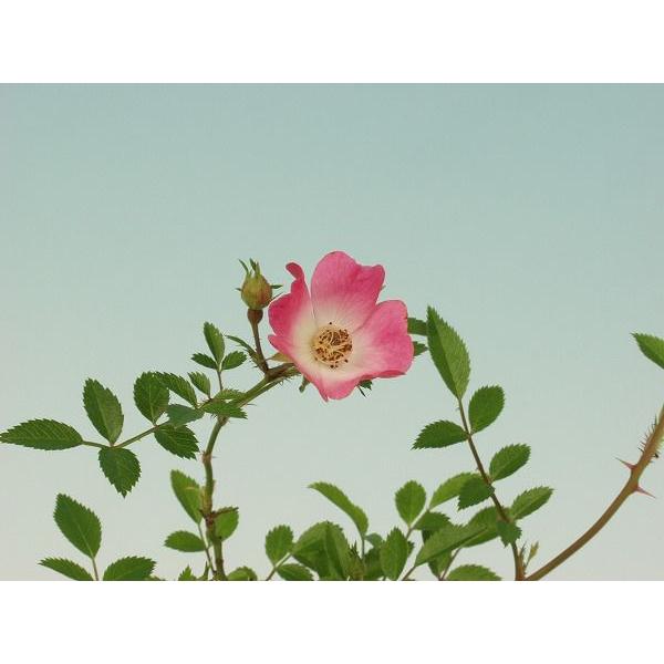 バラ苗 姫バラ雅 ミヤビ 山野草・バラ盆栽の苗・ミニバラ　枝ぶりが細かく、小鉢作りに最適なバラです。