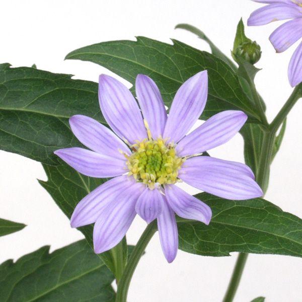 都忘れ ミヤコワスレ 苗 山野草青花　原種に近いタイプの花でお茶花向き・茶花