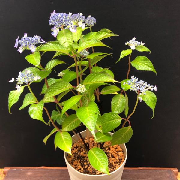 ヤマアジサイ 山紫陽花 星の雫 鉢植え 苔盆栽 盆栽 山野草 現品 : やま
