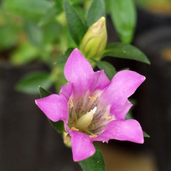 桃色リンドウ りんどう 瑞紅 9月10月秋の花 茶花 山野草