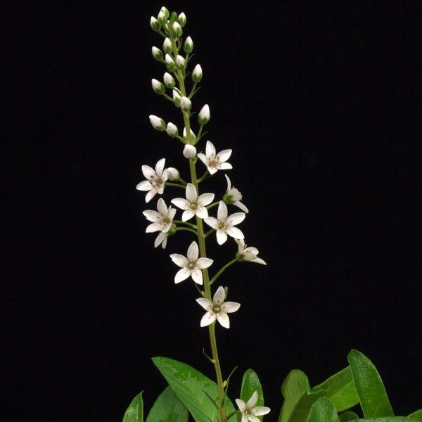 ノジトラノオ　山野草　　野路虎の尾　白い小さな花を尾の様に咲かせます近年開発により自生地の減少が激しい、稀少種