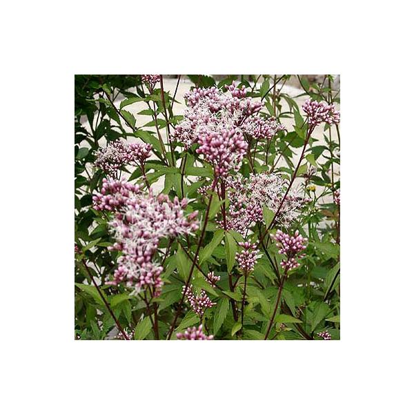 濃色フジバカマ 濃色藤袴 フジバカマ １ポット 茶花 山野草