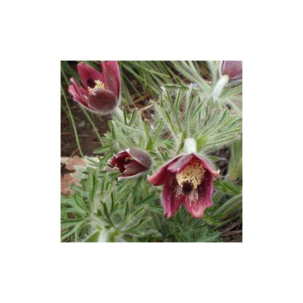 オキナグサ 翁草 山野草　日本産・茶花に赤茶色花をうつむいてつける。花後の種子が翁の髪の様。開花は例年おおむね4月中頃までです