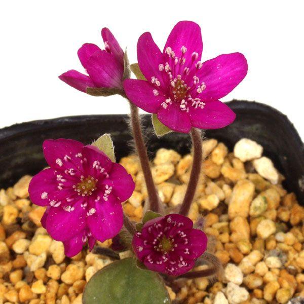 雪割草 ユキワリソウ 赤花 濃い花色選抜品　山野草　　濃い花色選抜品　７.５cmポット苗　雪解けの頃に咲く花　開花頃までは良く日に当て、花後は日陰に移動させて下さい。過湿に注意して管理して下さい。1月頃よりツボミが見え始め開花は例年2月前後...