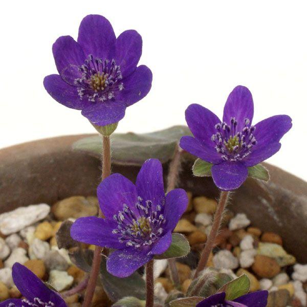 雪割草 ユキワリソウ 紫花 濃い花色選抜品　山野草　　　濃い花色選抜品７.５cmポット苗　雪解けの頃に咲く花　開花頃までは良く日に当て、花後は日陰に移動させて下さい。過湿に注意して管理して下さい。1月頃よりツボミが見え始め開花は例年2月前後...