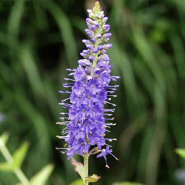 オオルリトラノオ 茶花 山野草ルリトラノオの改良種花穂が大きく　管理しやすい品種