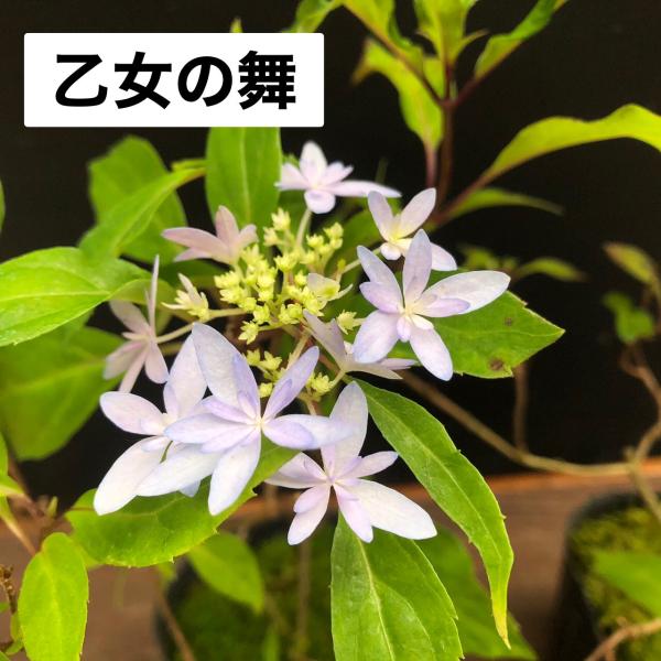山アジサイ ヤマアジサイ 苗 乙女の舞 2025年の開花は終わりました　2026年開花予定株です細弁の額で人気種　9から12ｃｍポット苗栽培環境により山紫陽花は花色が赤色系から青色系の間で変化しやすいです茶花や和の庭にも良く使われます例年　...