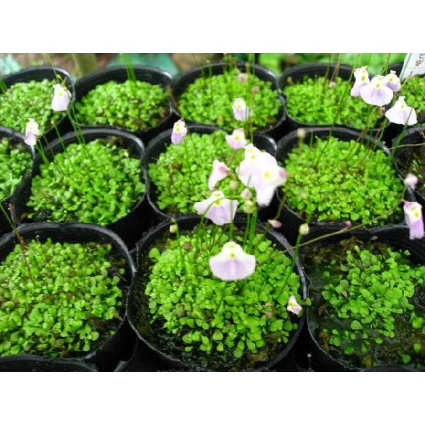 U・リビダ・メキシコ 食虫植物,マジカルプランツ /【Buyee】 Servicio de proxy japonés U・リビダ・メキシコ 食虫植物,マジカルプランツ /【Buyee】 Servicio de proxy japonés