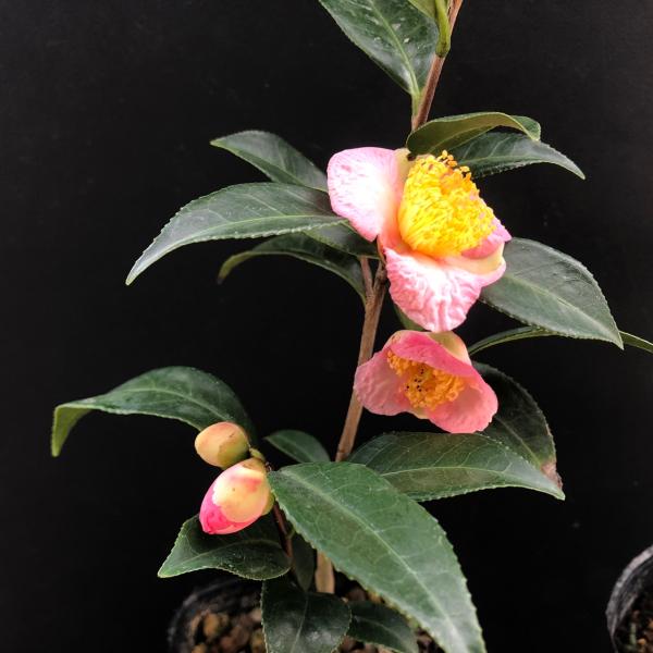 ロビラキ 炉開き 椿 ツバキ 茶花ツバキ科ツバキ属10.5ｃmポット苗　高さおよそ40ｃｍ小輪の一重咲き品種炉開きの頃に小ぶりの花を咲かせやすい事からこの名がついたといわれる花期は主に9月から11月。R7年度9月29日現在　蕾多数苗お届けできます