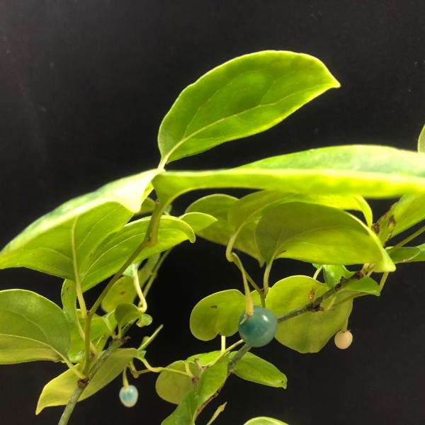 hekizanen_ruribyoutan