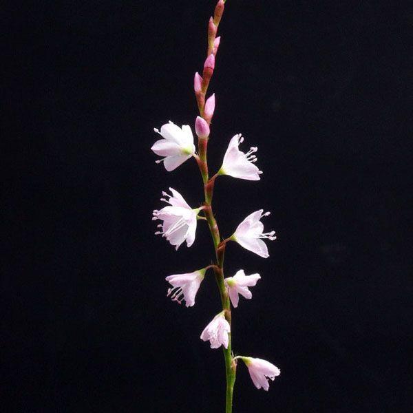 サクラタデ 山野草 茶花 ９cmポット苗　秋の湿地でほんのりと桜色に染まる花は、風情があります。