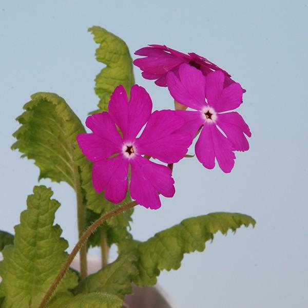 サクラソウ 原種 野生種 小渕沢 山野草 ９ｃｍポット苗