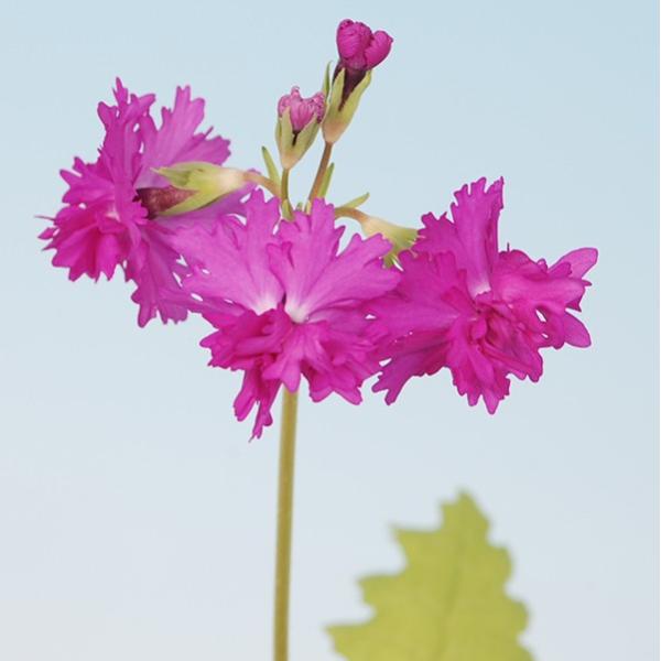 苗 桜草の人気商品 通販 価格比較 価格 Com