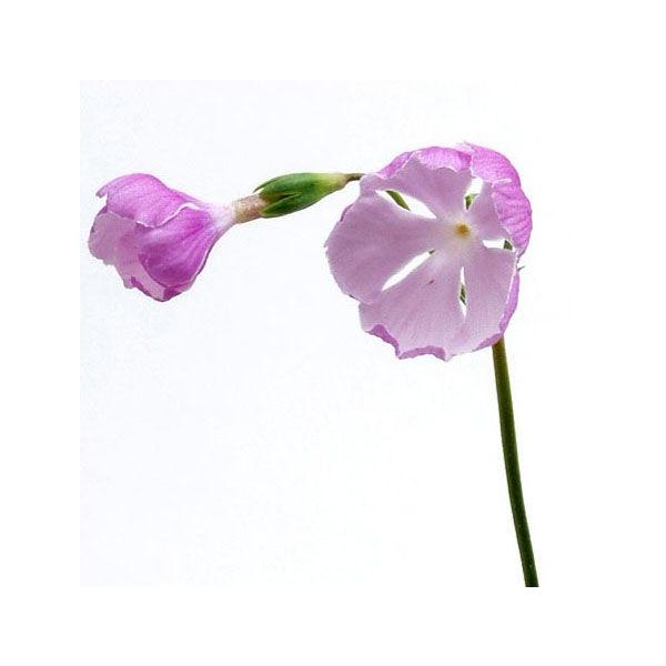 苗 桜草の人気商品 通販 価格比較 価格 Com