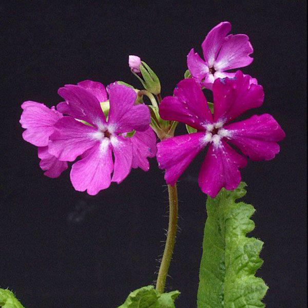 日本サクラソウ 9cmポット苗 山野草 耐寒性多年草 桜草 プリムラ 休眠期中 地上部なし 紫桜館山の花屋 紫桜館 山の花屋 100ポット アキノキリンソウ 9cmポット苗100ポットセット 山野草 秋の麒麟草 休眠期中 地上部なし Abracce Com Br