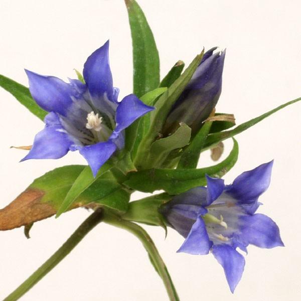 ササリンドウ 笹竜胆 ササバリンドウ 笹葉竜胆 りんどう 茶花 山野草本州、四国等に見られ薬草としても知られています。山登り等で比較的よく見かけるリンドウです。高さ３0〜40cm程度の作りですが非常に良く作り込まれ出来た株です写真は支柱を添...