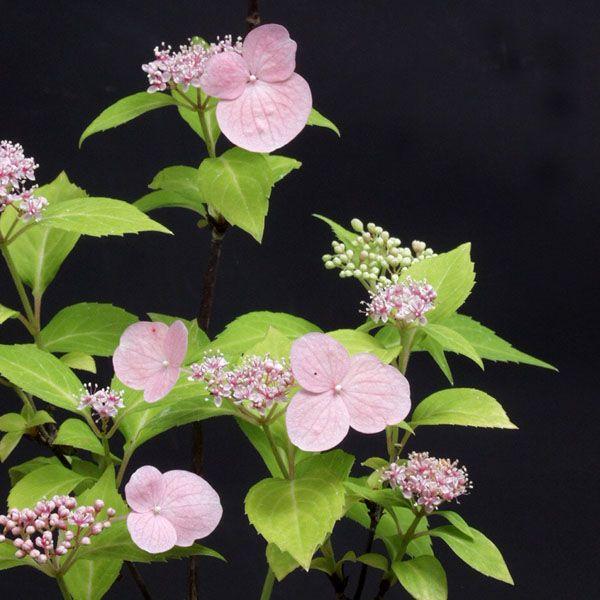 ヤマアジサイ 苗 瀬戸の月 セトノツキ 2025年開花見込み株9から10ｃｍポット苗ヤマアジサイとコガクウツギの自然交雑種です。用土の酸度により桃〜青と色合いに変化がでやすい品種。鉢植え、庭植えに適した大きさの苗です。茶花や和の庭にも良く使...