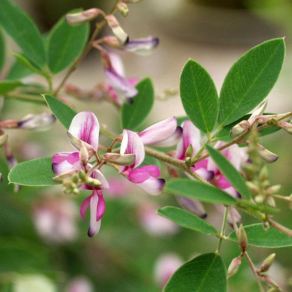 萩の花 苗 江戸絞 エドシボリハギ 茶花 山野草 秋の七草
