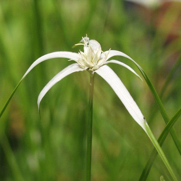 シラサギカヤツリ 山野草晩秋まで美しい白花を咲かせつづける庭植えや寄植に使える多年草ビオトープやメダカの日陰にも使えます7.5ｃｍポット苗