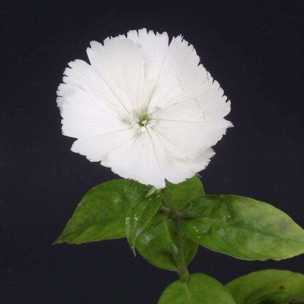 白花ガンピ 茶花 山野草 : やまおか碧山苑ヤフー店 - 通販 - Yahoo