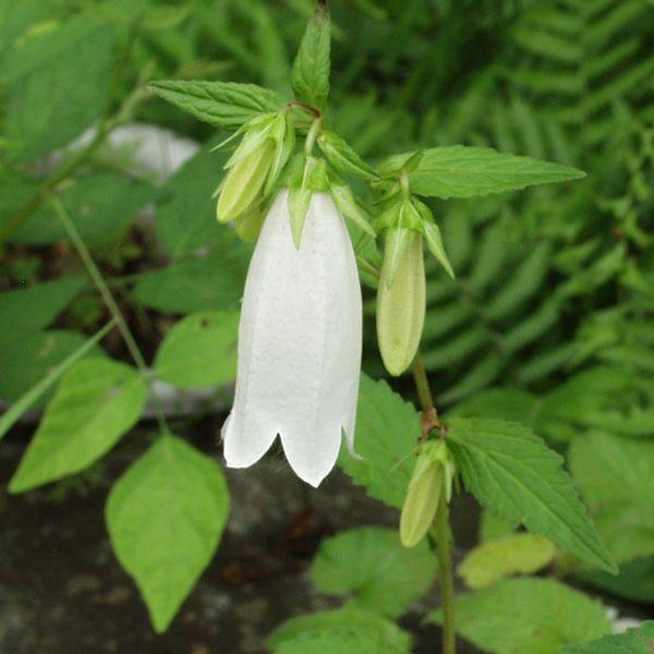 白花ヤマホタルブクロ 茶花 山野草 : やまおか碧山苑ヤフー店 - 通販