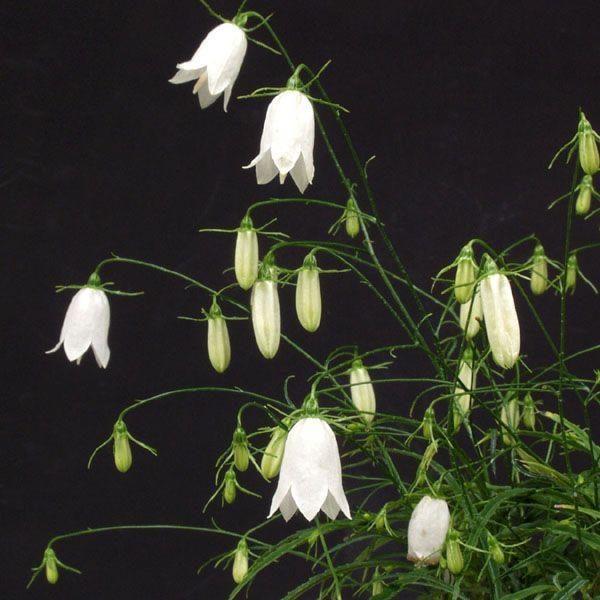白花イワシャジン 秋の花 茶花 山野草 9cm〜１０cmポット苗木秋に白色の釣鐘状花が下垂して咲く様はすぱらしい・茶花草丈30から40cm程度今秋開花予定株開花時期は概ね9月〜10月です開花後は落葉し　地上部のない状態で冬を越します暖かくな...