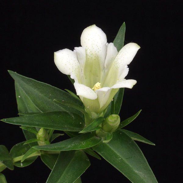 白花リンドウ りんどう 竜胆 9月10月秋の花 茶花 山野草７,５ｃｍポット苗開花は概ね9月〜10月ですその後は休眠に向かいますので蕾が付いていても寒さに従い、葉が黄色くなり落葉し　根の状態に戻ります暖かくなり始めると再度元気な新芽が展開す...