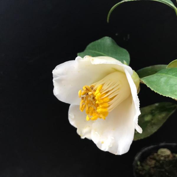 ヤブツバキ 白花 シロバナヤブツバキ 椿苗 茶花
