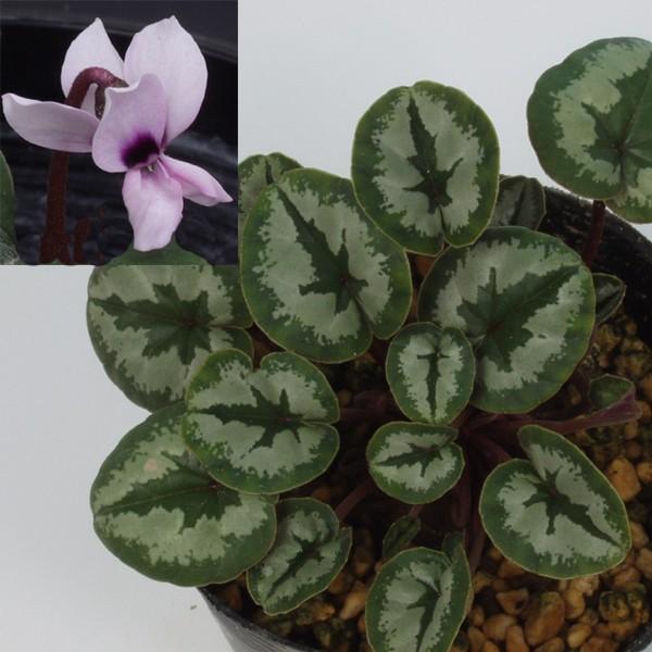 原種シクラメン 白系 シクラメンコウム シクラメンコーム シルバーリーフ７.５cmポット苗葉に美しい柄が有ります。葉の柄には若干個体差があります。別名　シクラメンコーム　春咲シクラメン　Cyclamen coum