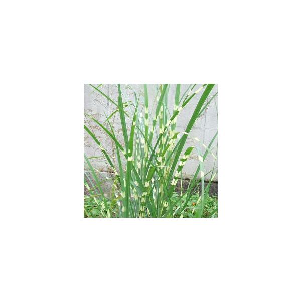 タカノハススキ 矢羽ススキ 山野草6月18日現在　高さ50〜60ｃｍ斑がとても涼しげなススキ別名　ホタルガヤ生け花・茶花にも重宝される