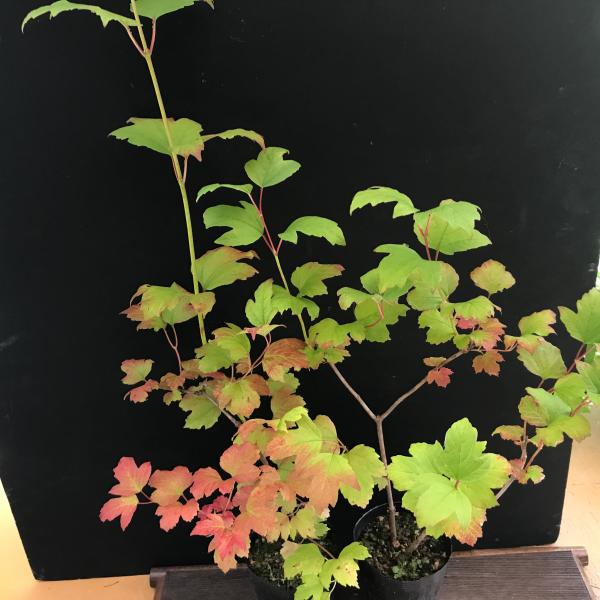 テマリカンボク 花木 苗木 庭木 植木スイカズラ科（レンプクソウ科）ガマズミ属耐寒性落葉低木てまり状の丸い花を咲かせる花期は5月から6月頃高さ約50から60cm写真2枚目から5枚目は10月13日現在の見本株の様子です葉が赤く色づき美しいです...