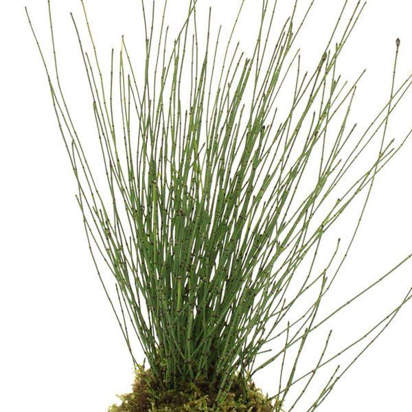 千島姫トクサ 山野草極小型のトクサ節のある細い葉が無数に生える姿は特徴的。盆栽添草販売