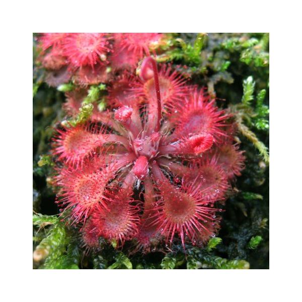 東海コモウセンゴケ 食虫植物 充実株 山野草drosera toukaiensis７.５cmポット苗。食虫植物。表面に虫を捕まえて栄養として育ちます。育て方　比較的水分が好きなので水切れには注意して下さい。開花後は種が出来る事があるため取り...