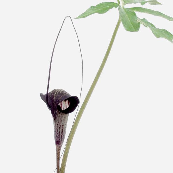 ウラシマソウ 浦島草 山野草 : やまおか碧山苑ヤフー店 - 通販 - Yahoo