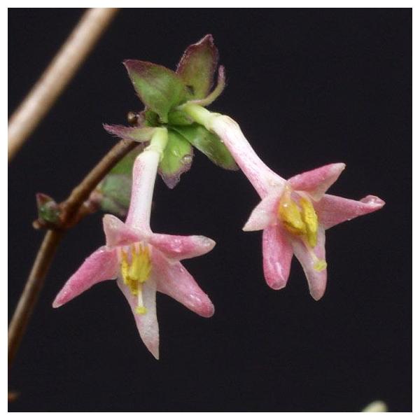 ウグイスカグラ 茶花近畿以北の山野に生える落葉小低木。桃色花赤実。茶花。9から10ｃｍポット苗　高さ30から40ｃｍ程度