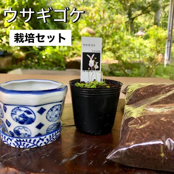 ウサギゴケ ウサギ苔 食虫植物 栽培セット 栽培説明書付きウサギゴケポット苗と　ウサギゴケ専用用土、鉢、受け皿の４点を　セットにしてお届けします。※鉢はおまかせになります。（写真のもののような青系の色合い、大きさです。）ウサギゴケを育てるの...